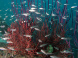 GW Soft Corals 2.jpg