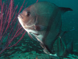 GW Spadefish.jpg