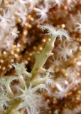 Coral Polyps