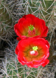 Claret Cup flowers (Hedge Hog cactus)