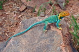Collared Lizard--really, its not a toy