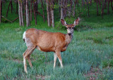 Mule Deer in the Campground