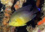 Cocoa Damselfish