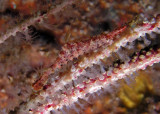 Sawblade Arrow Shrimp, aka Tozeuma serratum