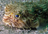 Striped Burrfish