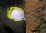 Spotfin Butterflyfish