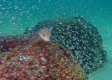 Triggerfish on reef balls