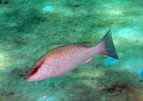 Gray Snapper