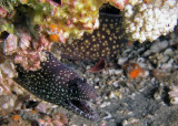 Reticulate moray