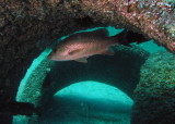 Black Snapper