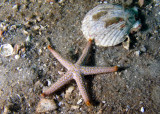 RF 7 Starfish
