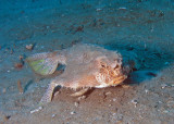 Polka-dot batfish