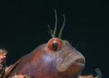 Seaweed blenny