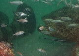 Goliath Groupers--nose to tail