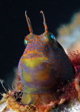 Tessellated Blenny