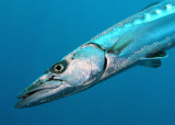 Barracuda--he has freckles just like me