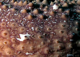 Brown Sea Cucumber