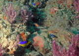 Cocoa damselfish, yellowtail reeffish, cardinalfish, seaweed blenny, and slippery dick