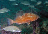 Red Grouper leading the way on our dive