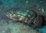 Goliath Grouper