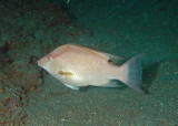 Hogfish