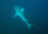 A curious Bull Shark