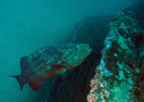 Goliath Grouper