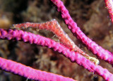 Sawblade Arrow Shrimp - Tozeuma serratum