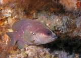 Soapfish