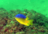 Juvenile Cocoa Damselfish