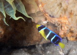 Blue Angelfish Juvenile