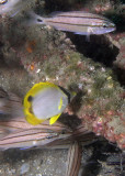 Spotfish Butterflyfish