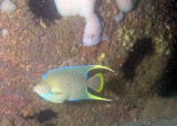 Townsend Angelfish