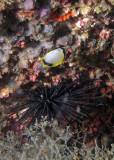 P9100117 Spotfin Butterflyfish juvenile