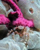 P9100181 Mithrax Crab