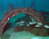 Jerry Combs Reef