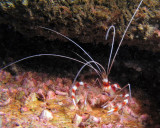 Banded Coral Shrimp P9120135