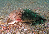 Polkadot Batfish