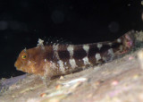 Barred Blenny