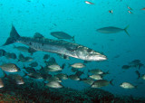 Great Barracuda