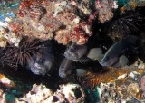 Whitespotted Soapfish