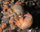 Newly molted sponge crab