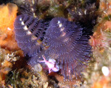 Christmas Tree Worm