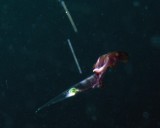 Pelagic Mollusk - Needle Pteropod - Creseis acicula