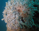 Telosto coral