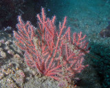 Gorgonian