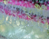 Clear shrimp on gorgonian--look for the eyes