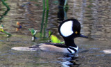 IMG_4036 merganser2.jpg