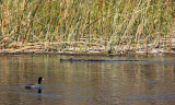 IMG_4092 coot alligator.jpg