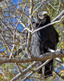 IMG_4210 vulture.jpg